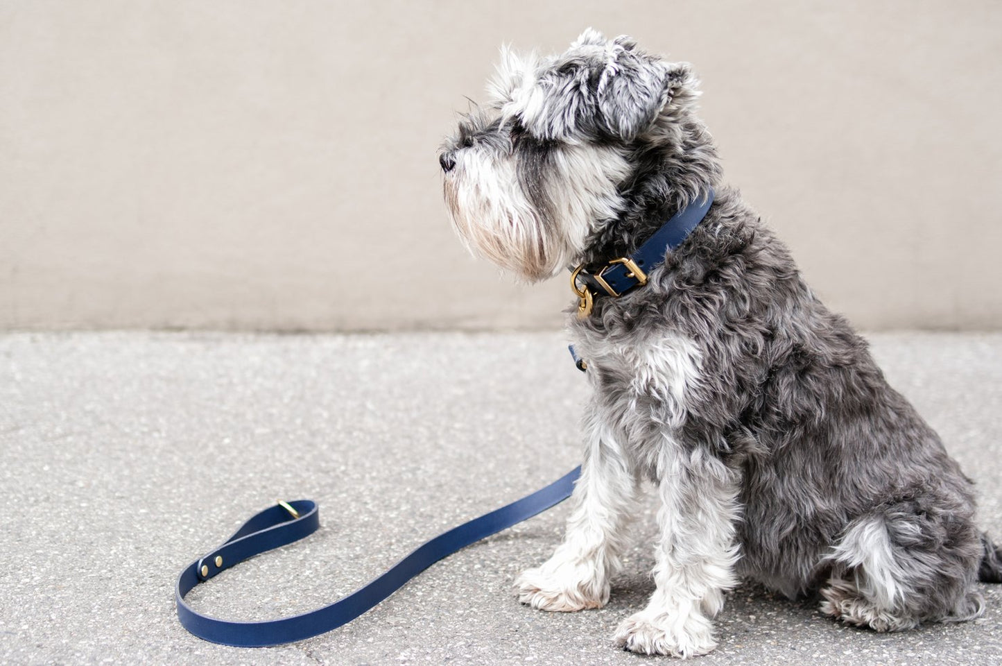 Vackertass Supply Company Classic Navy Leather Collar