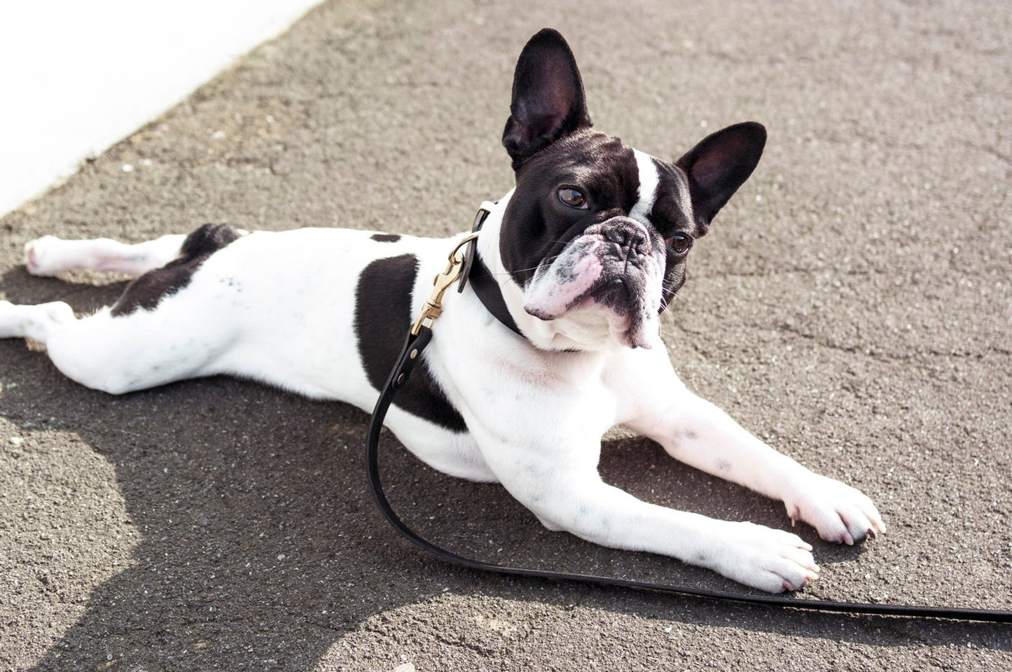 Vackertass Supply Company Classic Black Leather Lead