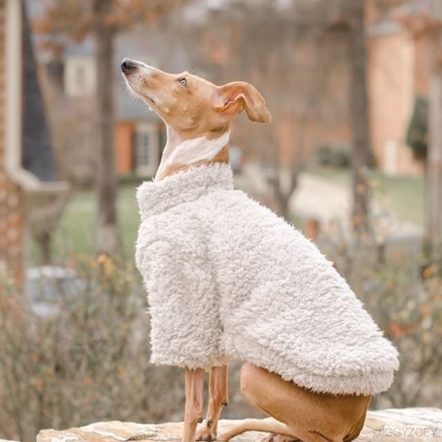 The Trendy Whippet Grey Fluffy Fleece Whippet Jumper – Winston