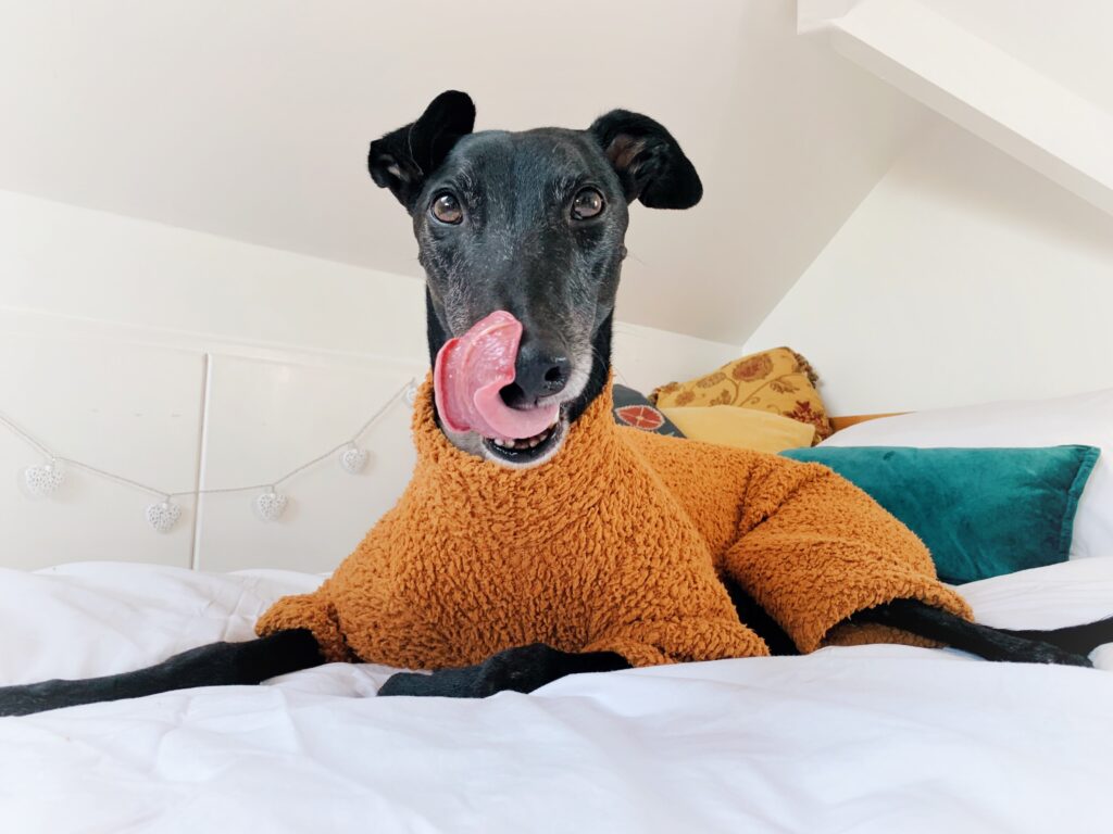 The Trendy Whippet Teddy Bear Fluffy Sighthound Onesie Pyjamas