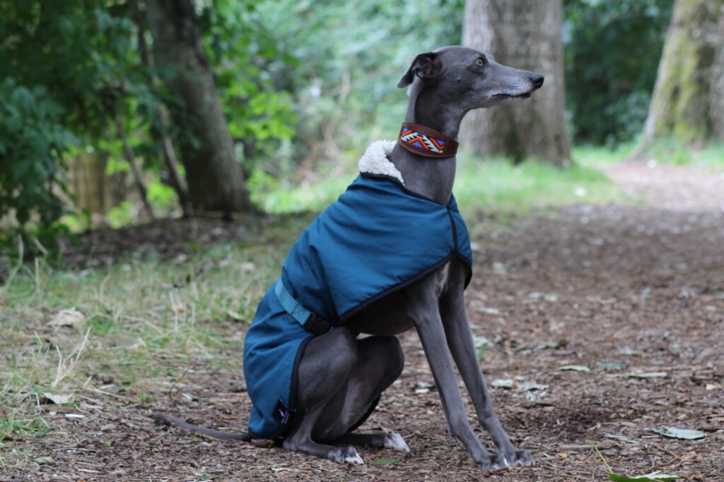 The Trendy Whippet Waterproof Teal Sighthound Coat