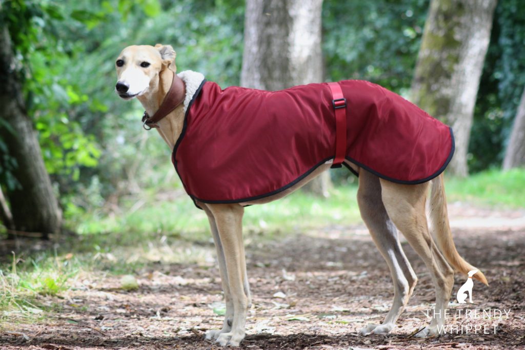 The Trendy Whippet Waterproof Red/Burgundy Sighthound Coat