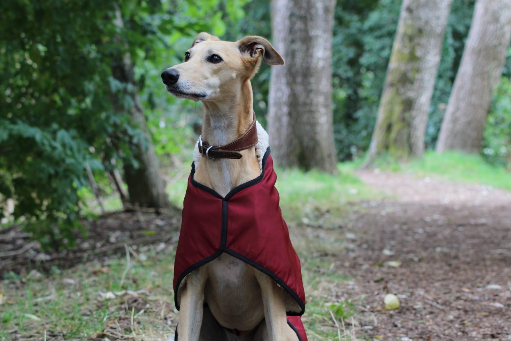The Trendy Whippet Waterproof Red/Burgundy Sighthound Coat