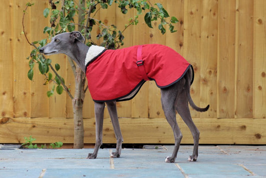 The Trendy Whippet Waterproof Red/Burgundy Sighthound Coat