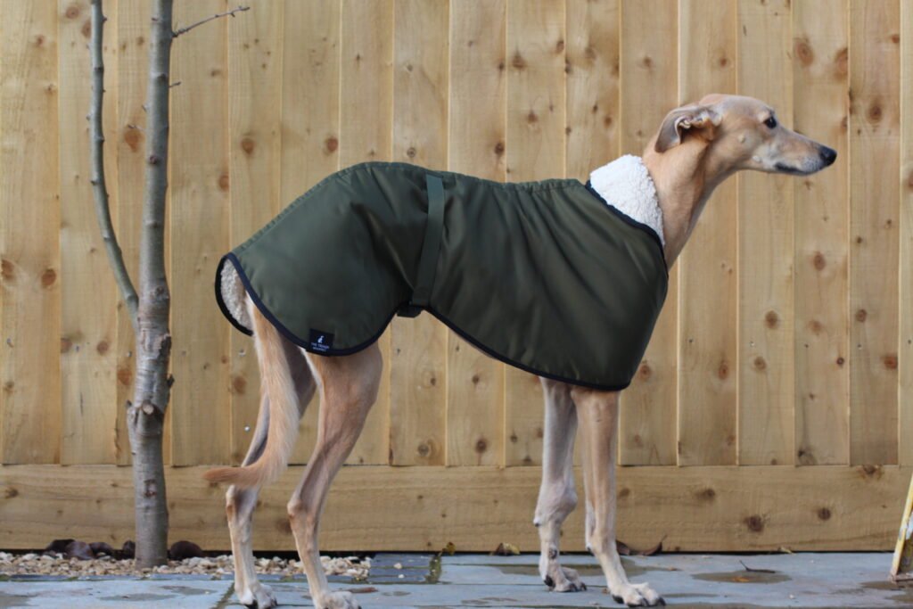 The Trendy Whippet Waterproof Olive Green Sighthound Coat