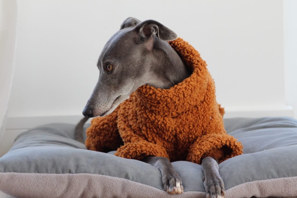 The Trendy Whippet Teddy Bear Fluffy Sighthound Onesie Pyjamas