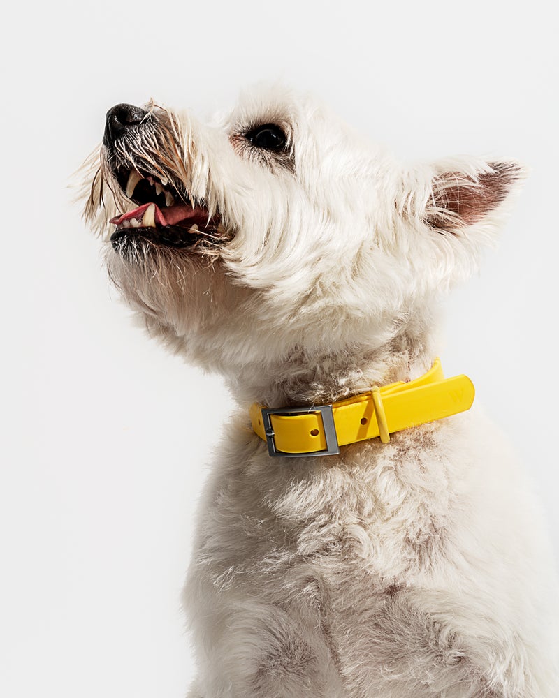 Wild One Butter Poly Strap Collar