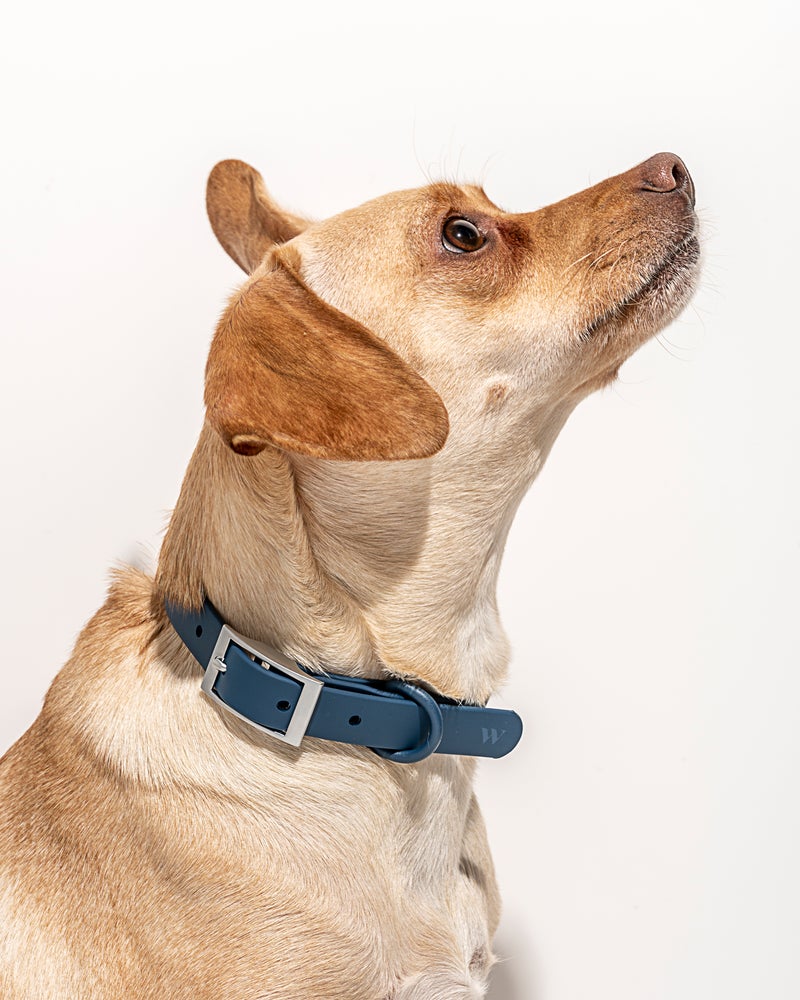 Wild One Blue Poly Strap Collar