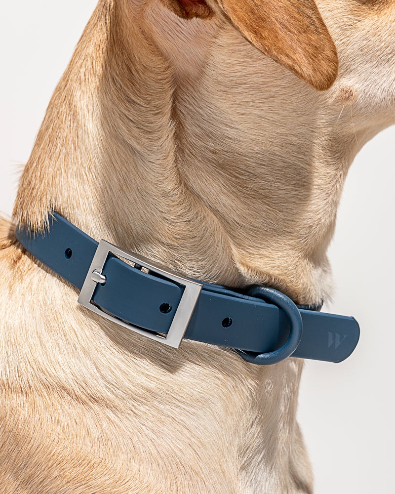 Wild One Blue Poly Strap Collar
