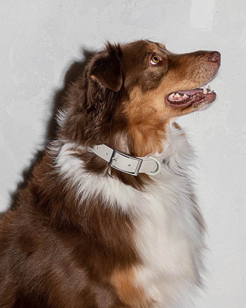 Wild One Grey Poly Strap Collar