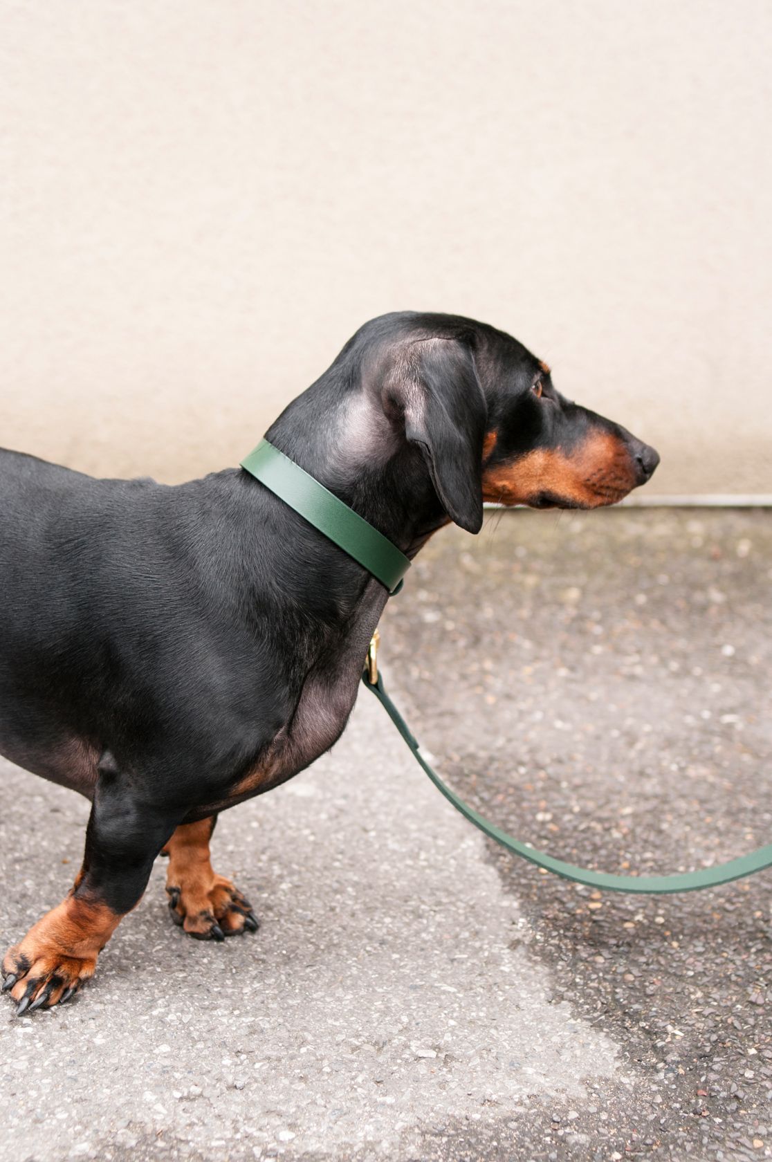 Vackertass Supply Company Classic Green Leather Collar