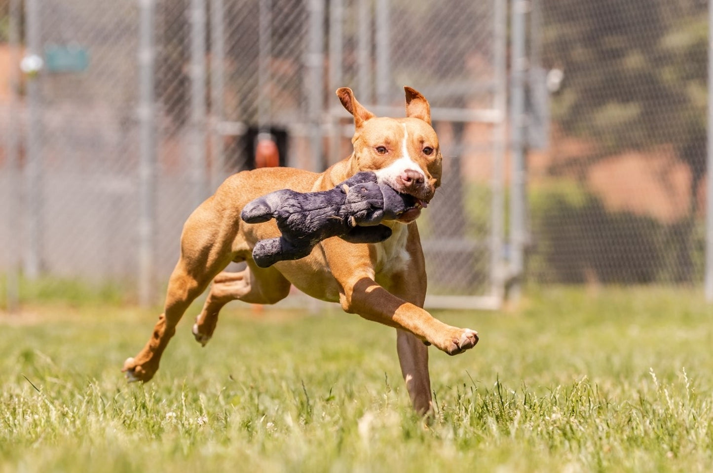 Fluff and Tuff Helga Hippo