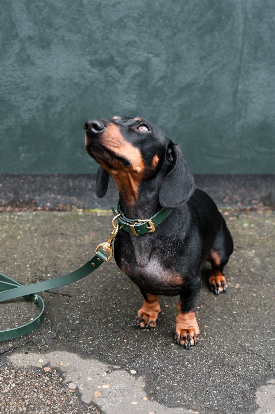 Vackertass Supply Company Classic Green Leather Lead