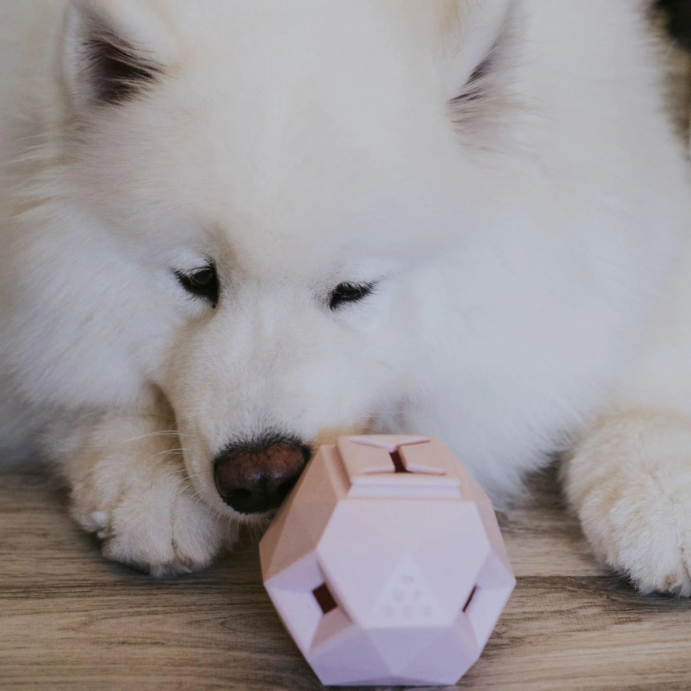 Up Dog Odin Puzzle Toy