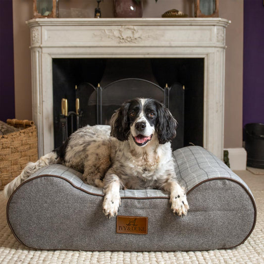 Ivy and Duke Memory Foam Boneo Bed