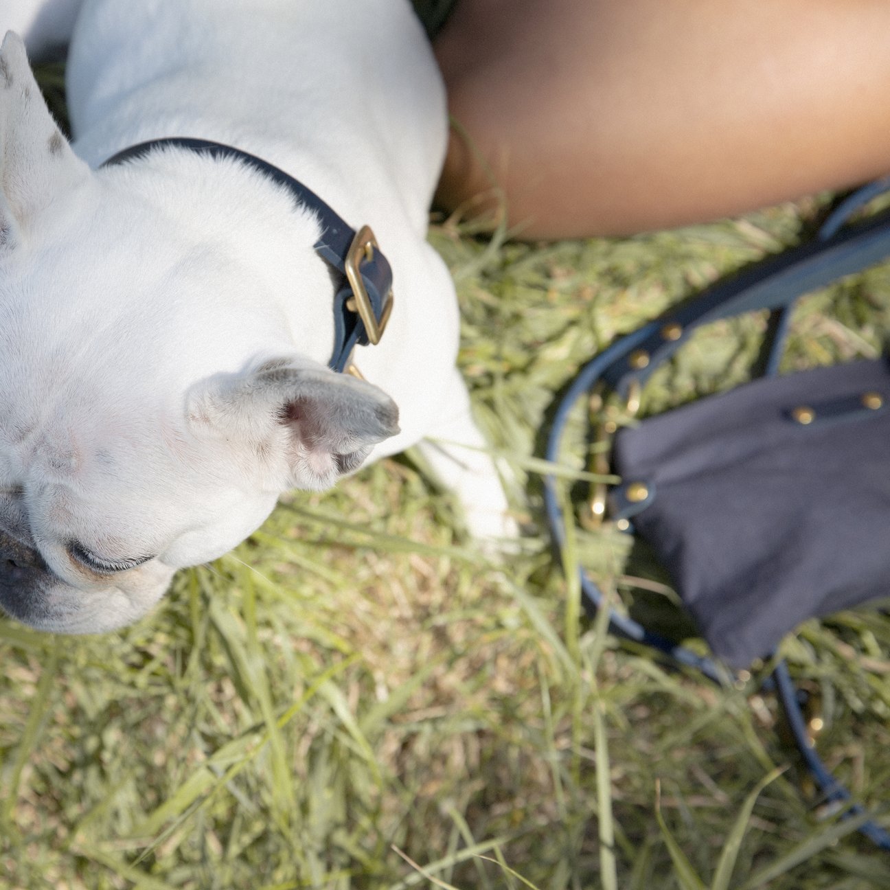 Kintails Navy Leather Dog Collar