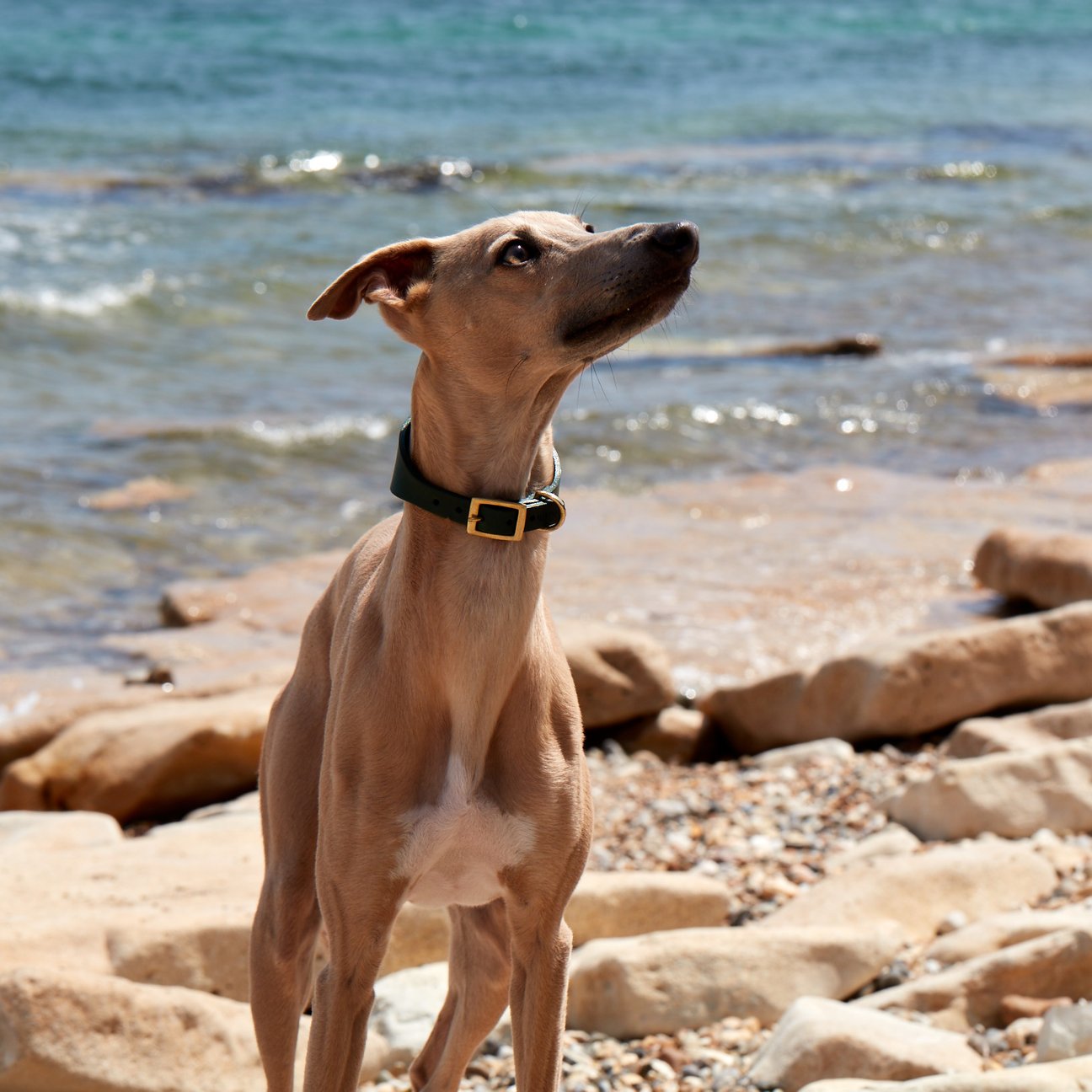 Kintails Green Leather Hound Collar