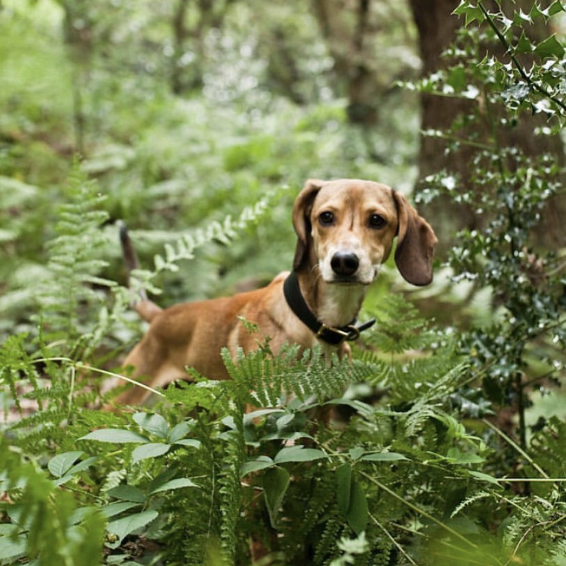 Kintails Black Leather Hound Collar