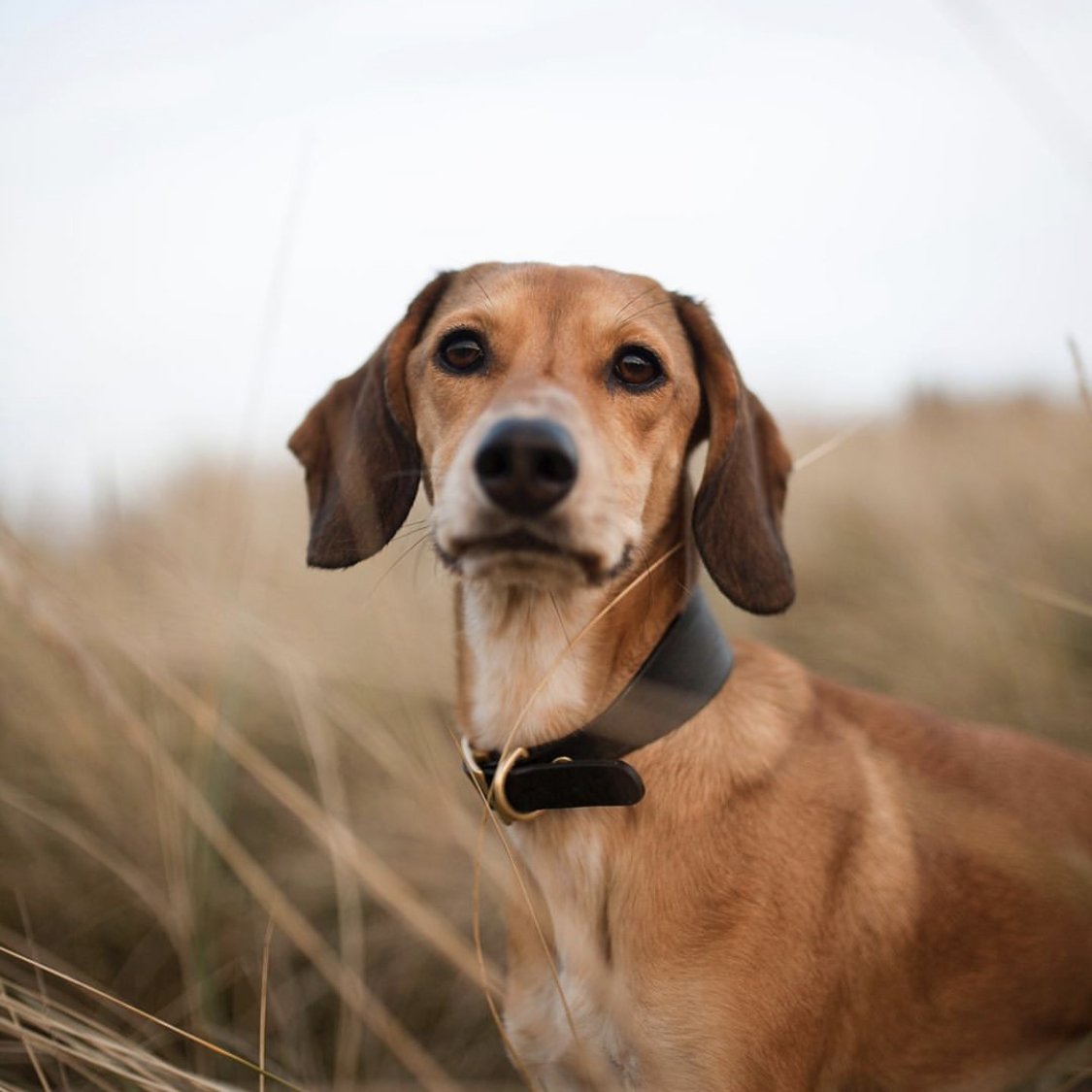 Kintails Black Leather Hound Collar