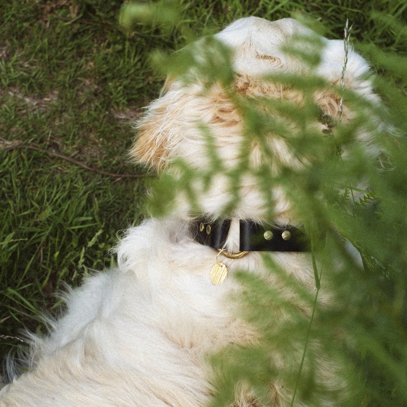 Kintails Black Leather Dog Collar