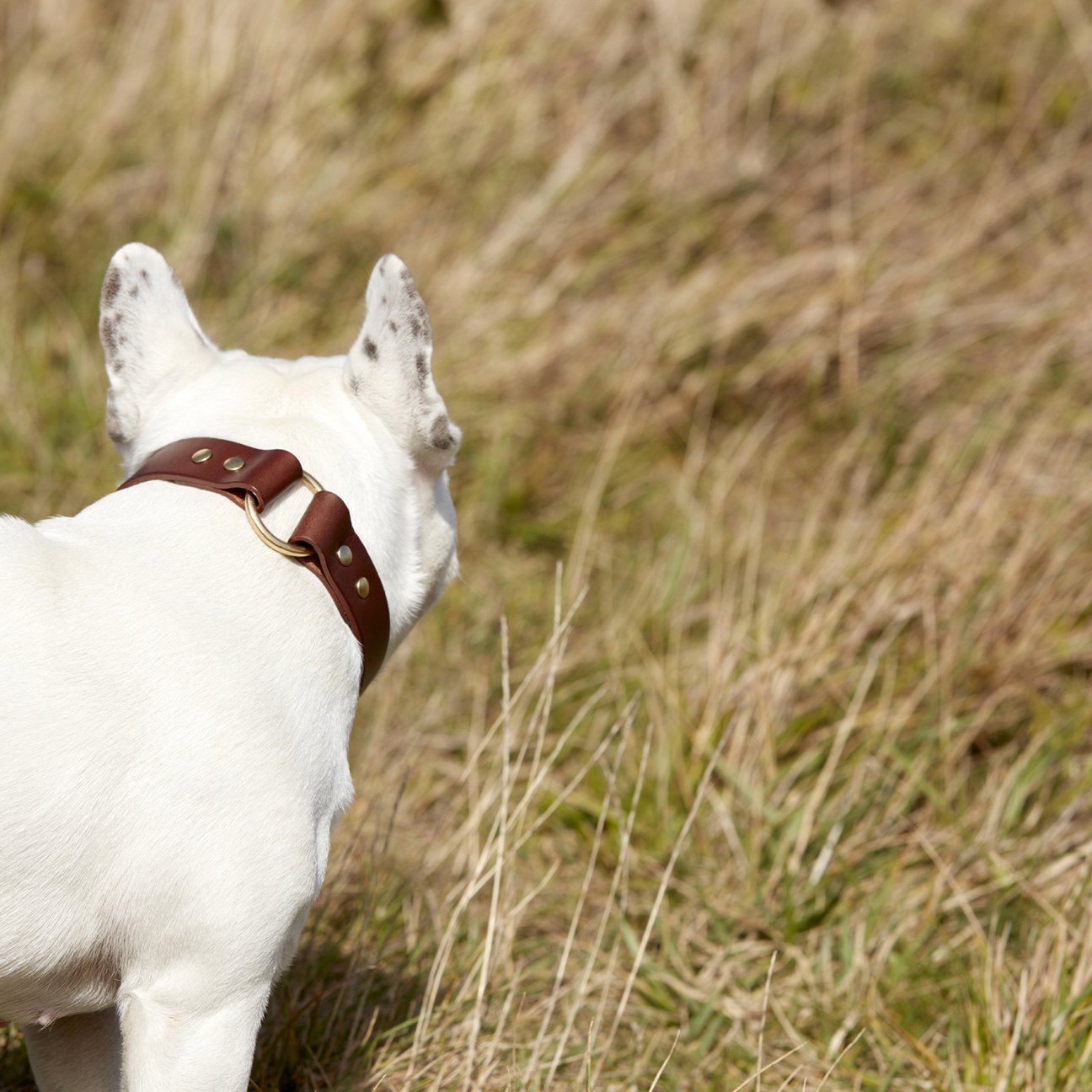 Kintails Brown Leather Dog Collar