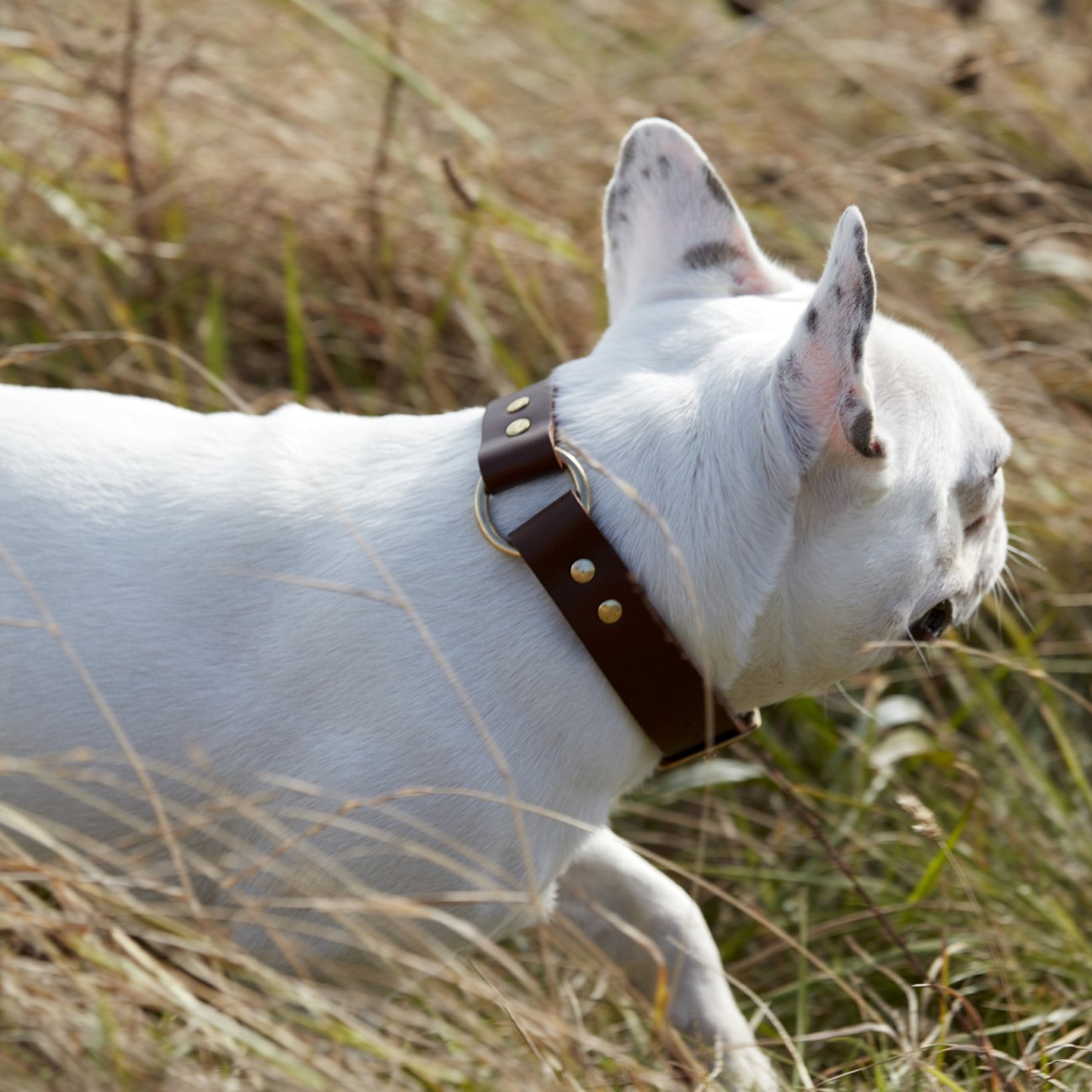 Kintails Brown Leather Dog Collar