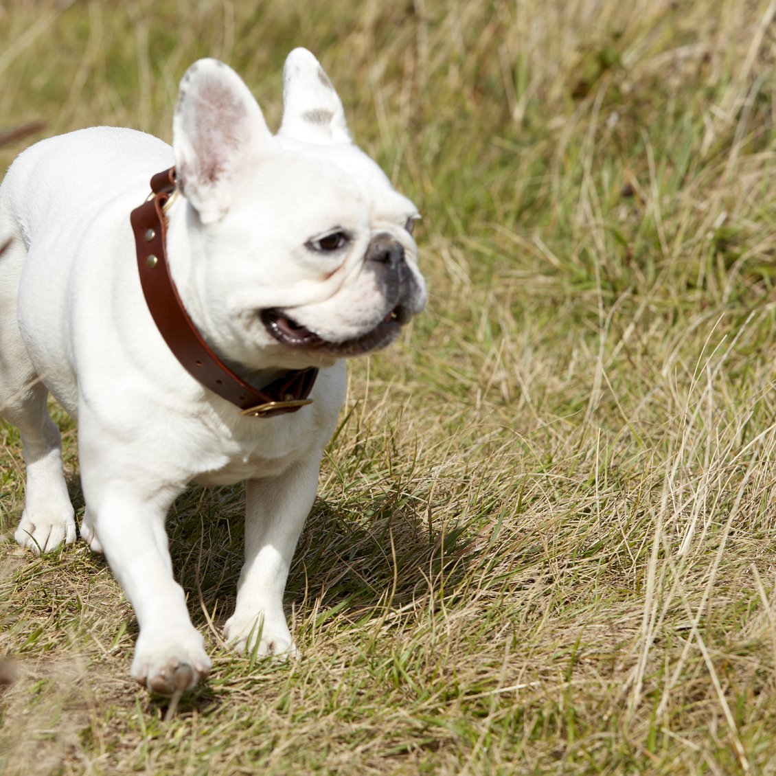 Kintails Brown Leather Dog Collar