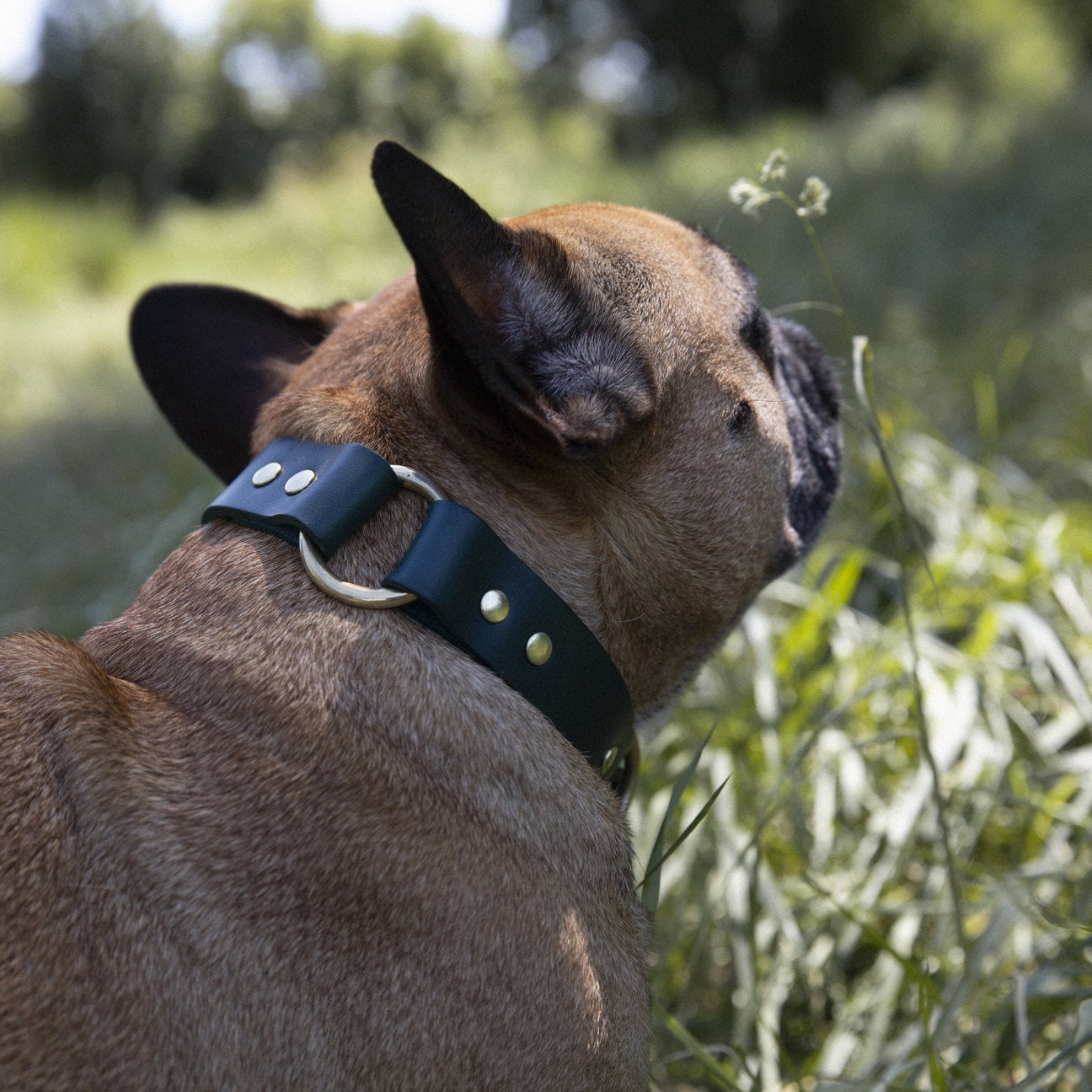 Kintails Green Leather Dog Collar