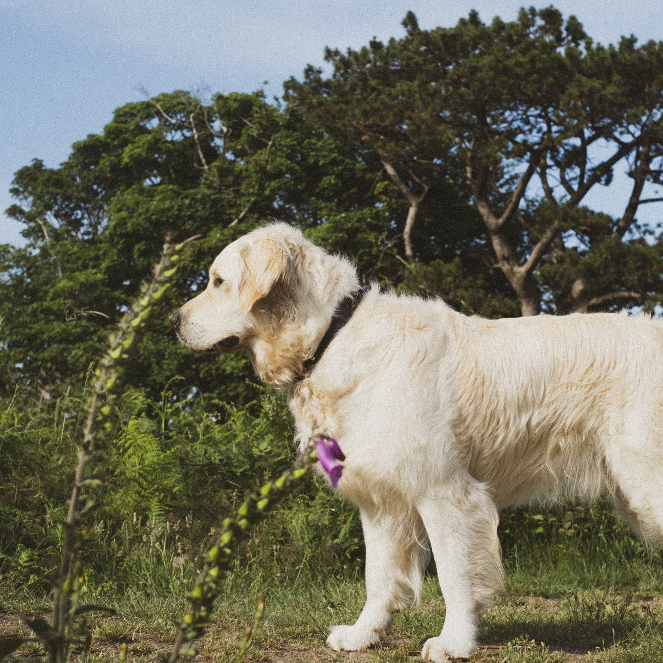Kintails Black Leather Dog Collar