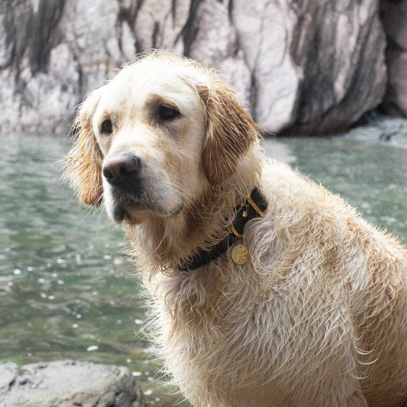 Kintails Black Leather Dog Collar
