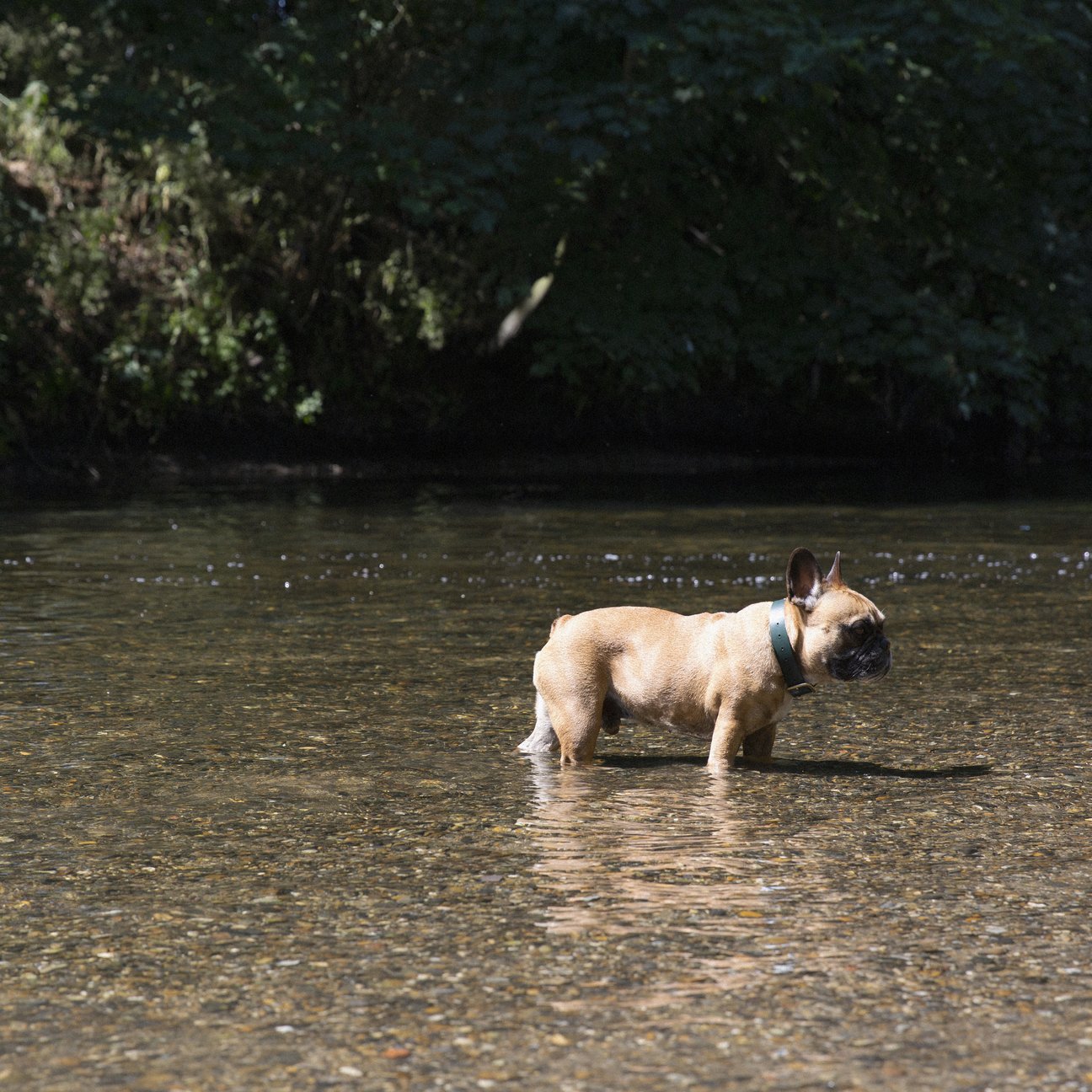 Kintails Green Leather Dog Collar