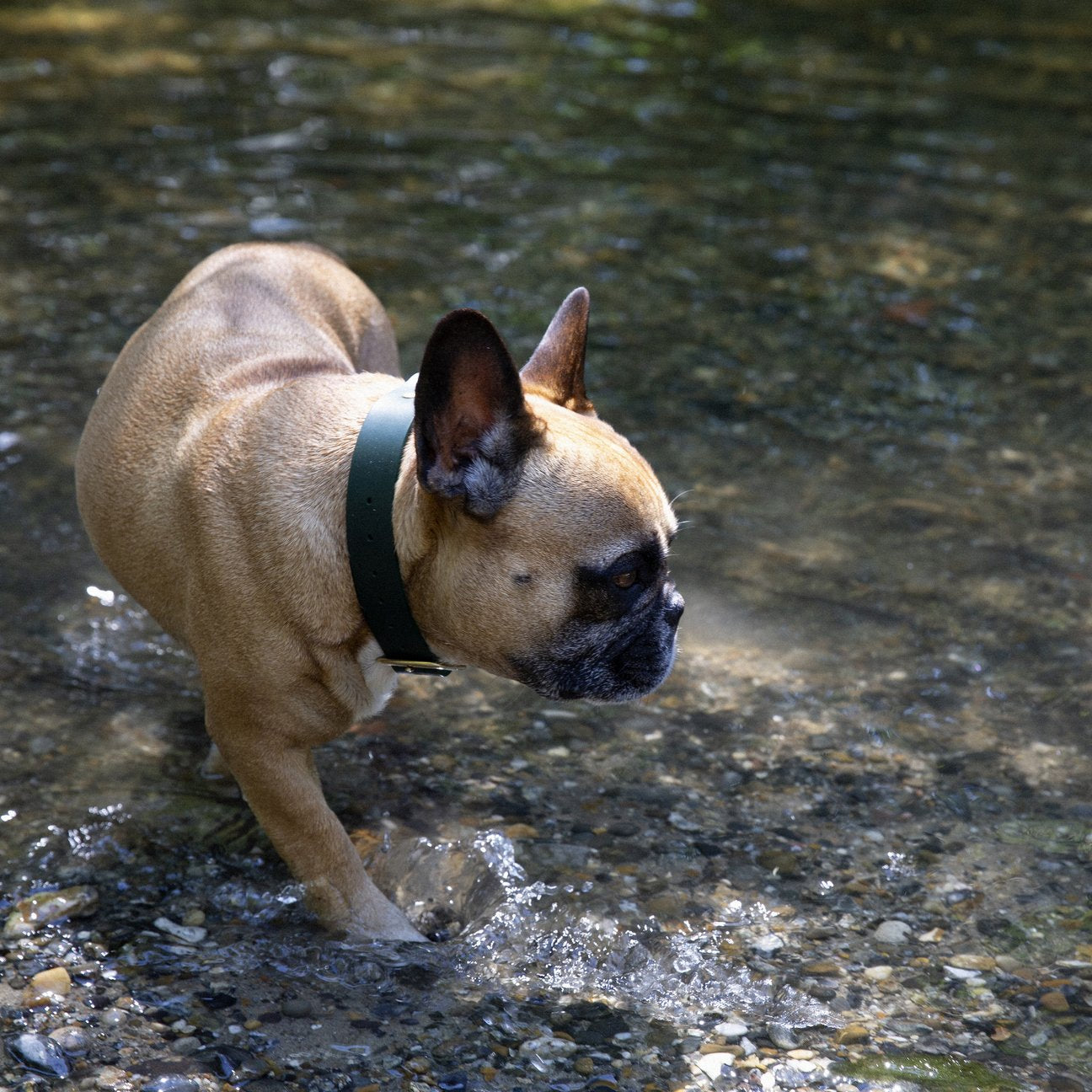 Kintails Green Leather Dog Collar