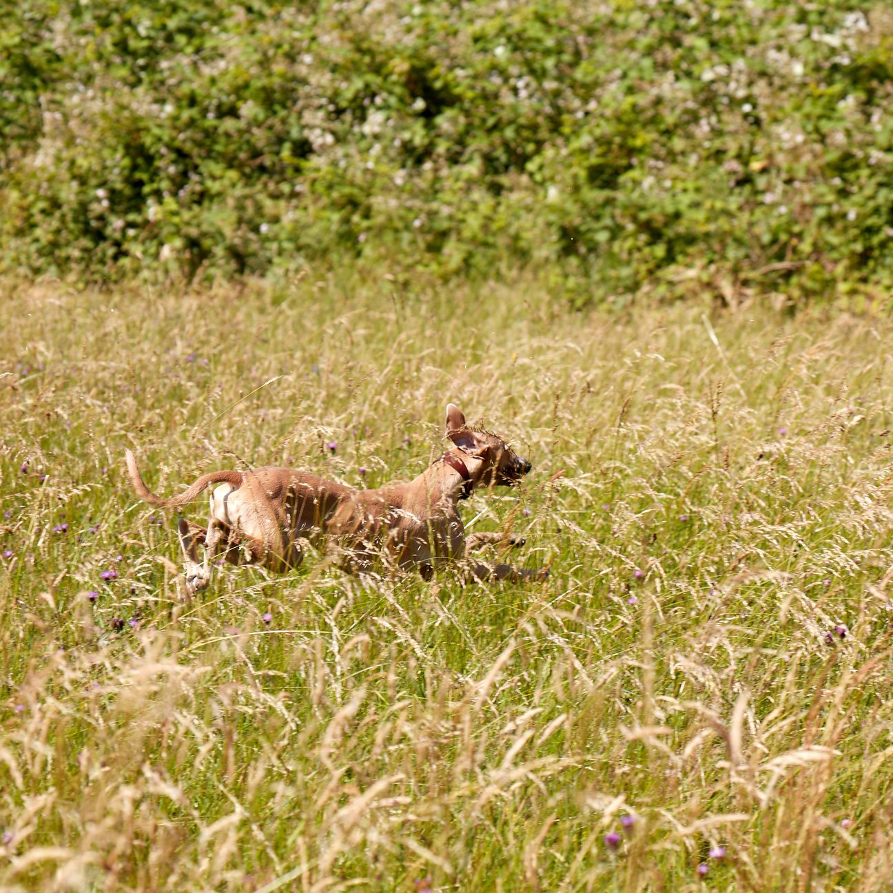 Kintails Brown Leather Hound Collar