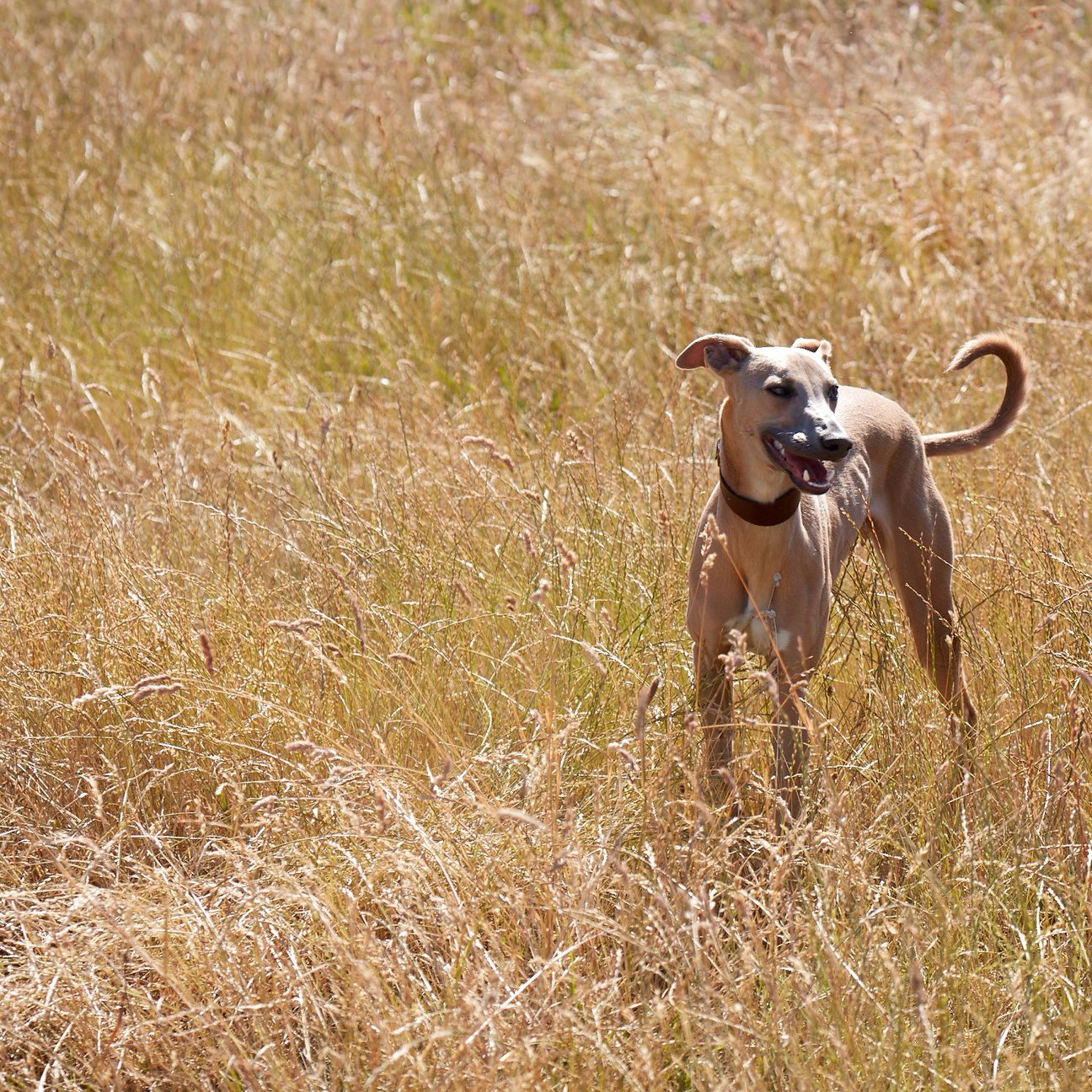 Kintails Brown Leather Hound Collar