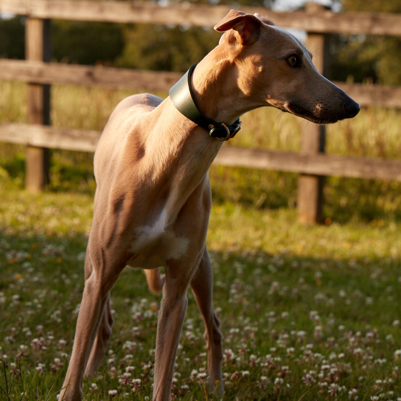 Kintails Green Leather Hound Collar