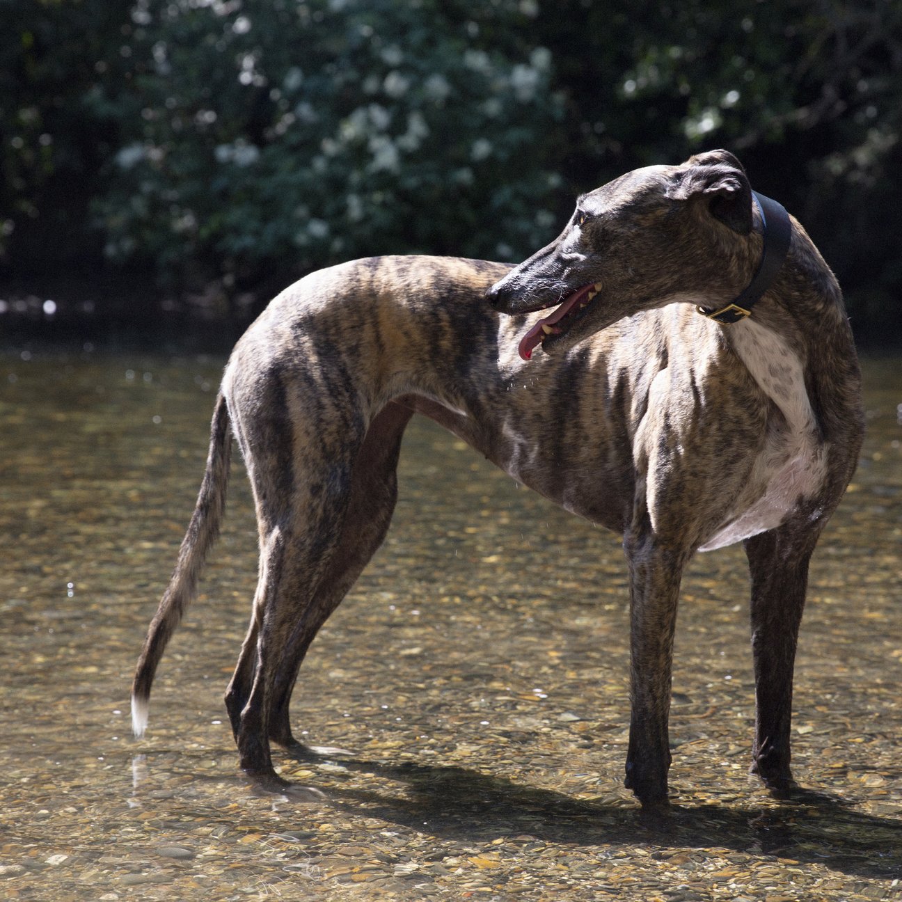 Kintails Navy Leather Hound Collar