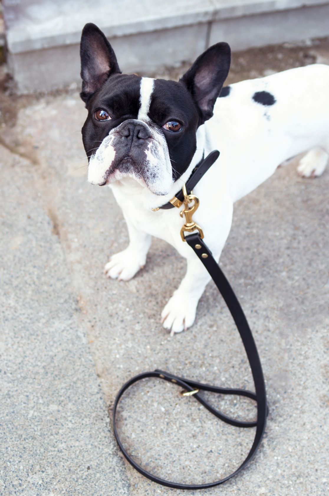 Vackertass Supply Company Classic Black Leather Collar