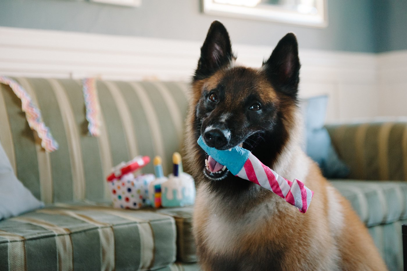 P.L.A.Y Party Time Collection