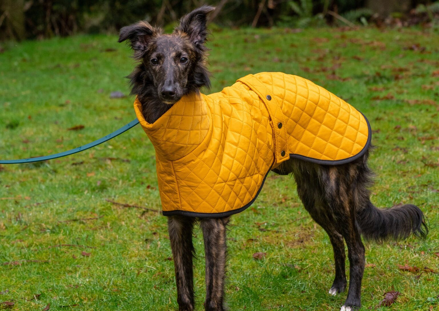 The Trendy Whippet Yellow Quilted Waterproof Coat