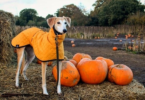 The Trendy Whippet Yellow Quilted Waterproof Coat