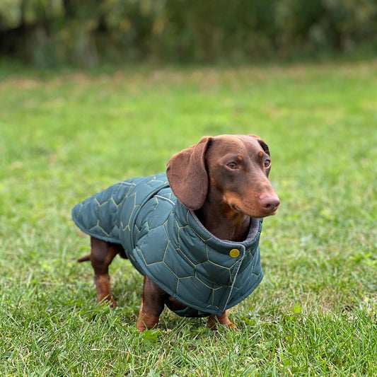 Luther Bennett Dachshund Waterproof Winter Coat