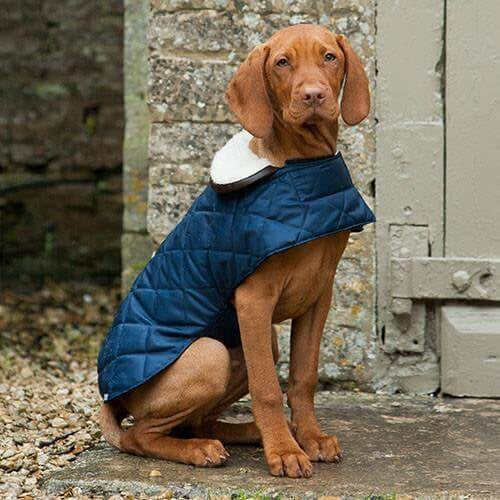 Mutts & Hounds Navy Quilted Coat