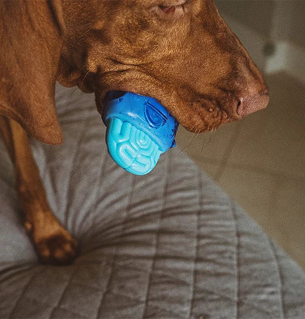 Zeedog Brainies Toy