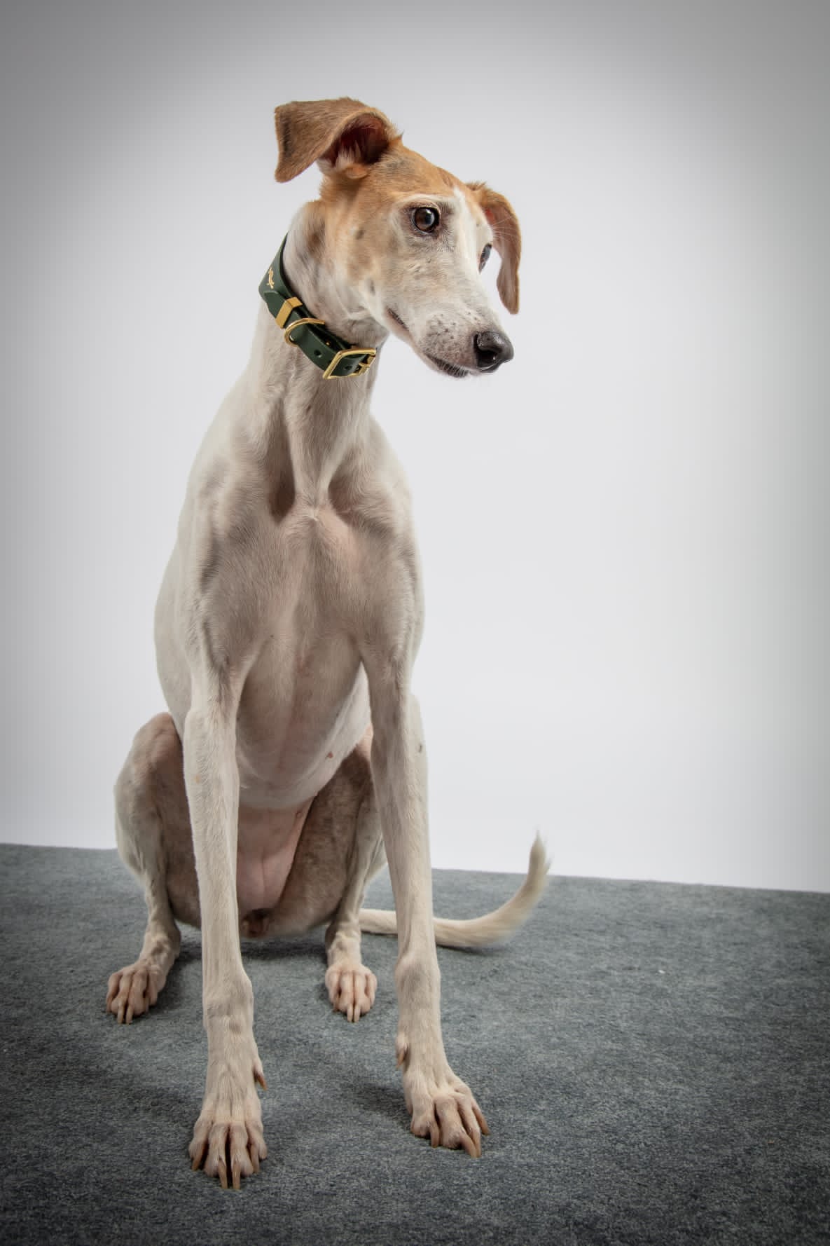 Storeys and Tails Leather Hound Collar