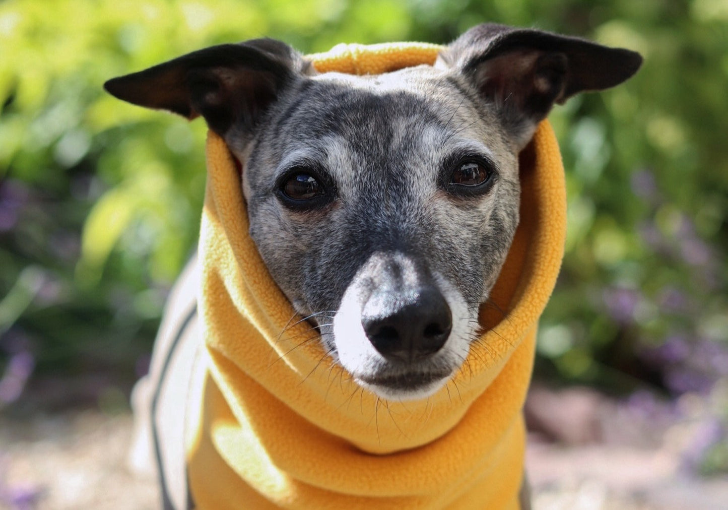 The Trendy Whippet Two-Tone Fleece Vest