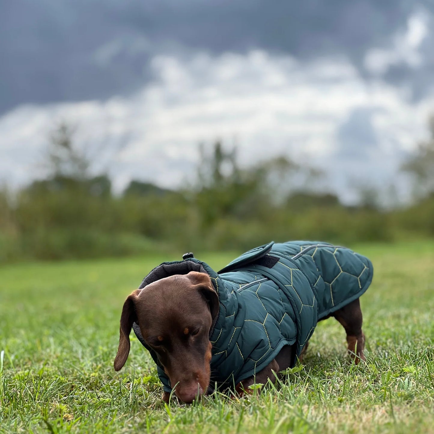 Luther Bennett Dachshund Waterproof Winter Coat