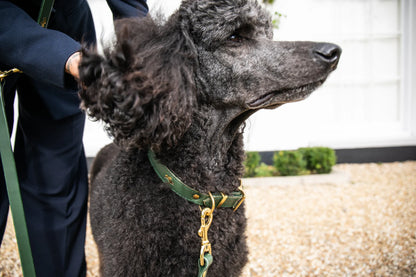 Storeys & Tails Padded Luxury Leather Collar