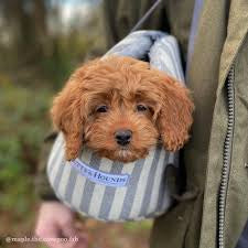 Mutts and Hounds Flint Stripes Dog Carrier