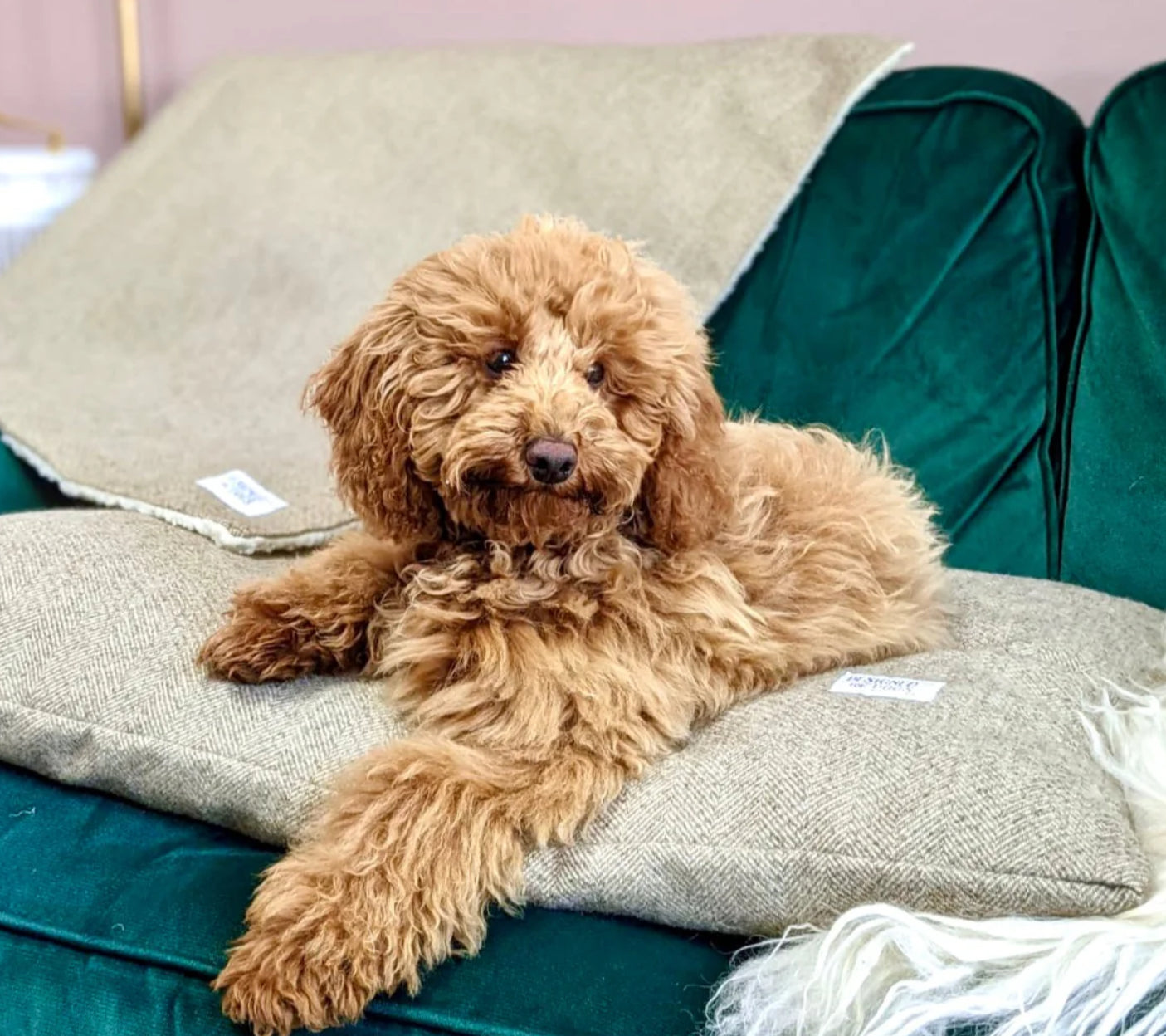 Designed for Dogs Pillow Bed