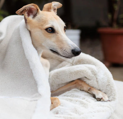 Designed for Dogs Blankets